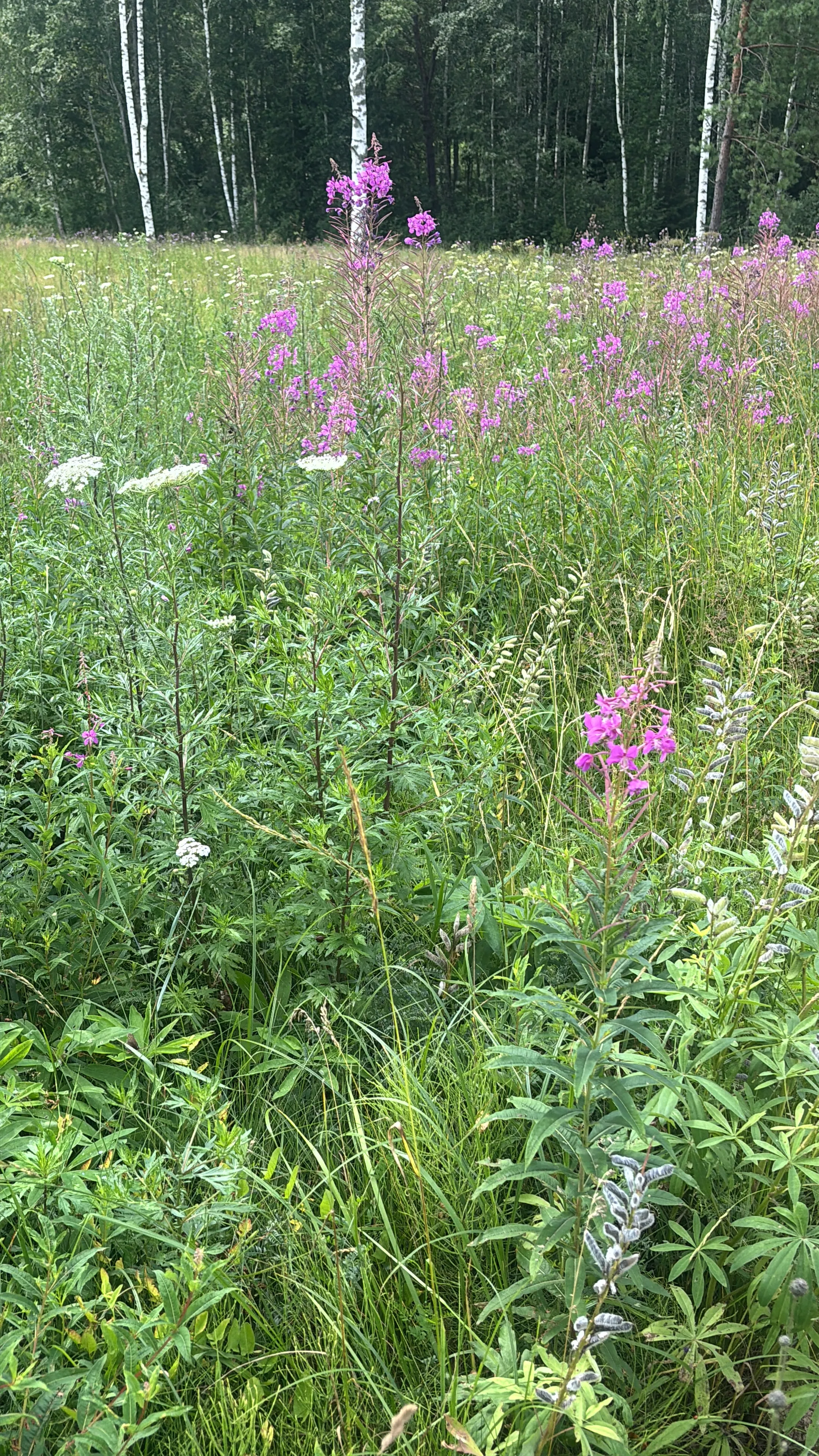 Meadow