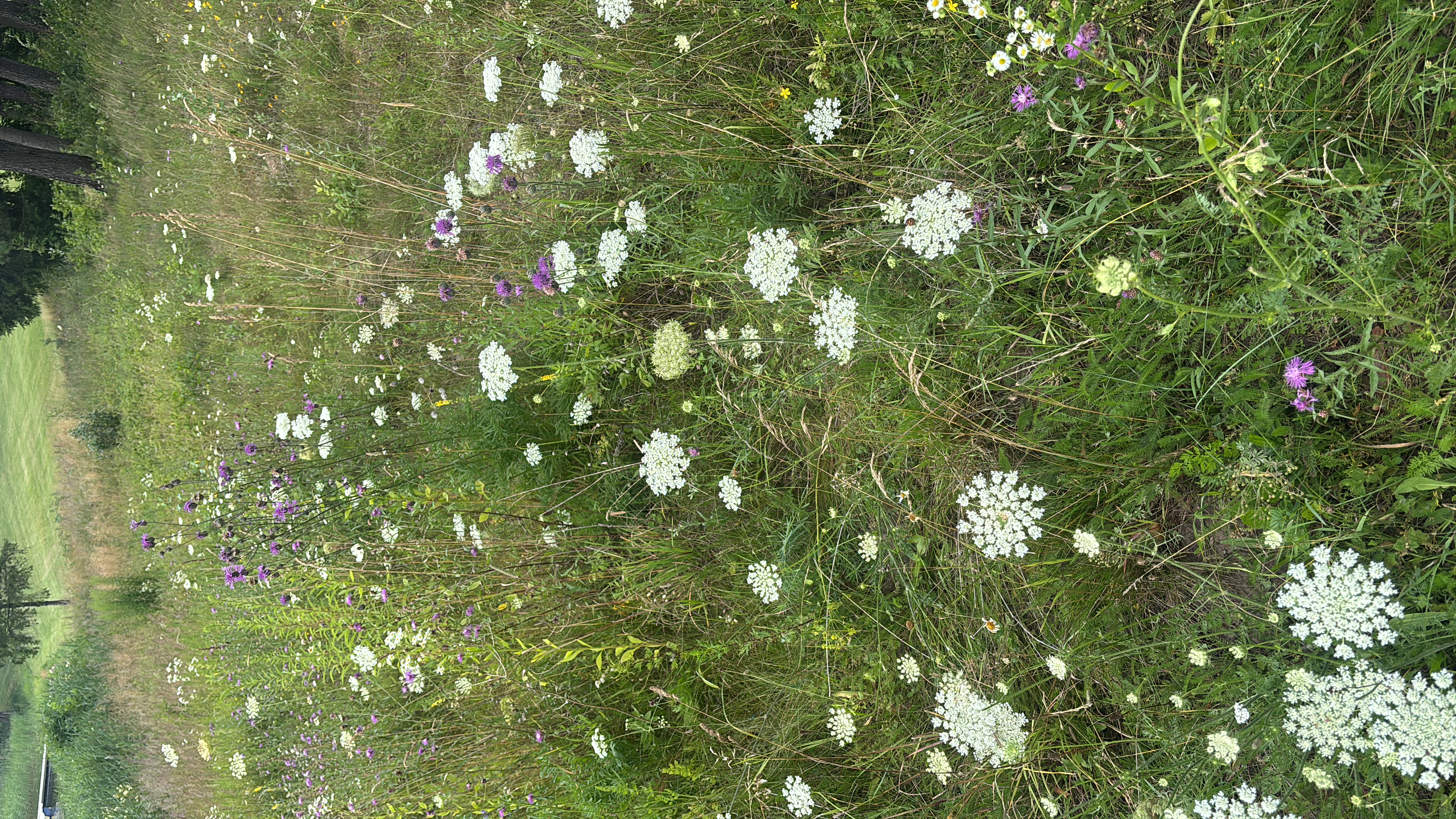 Meadow