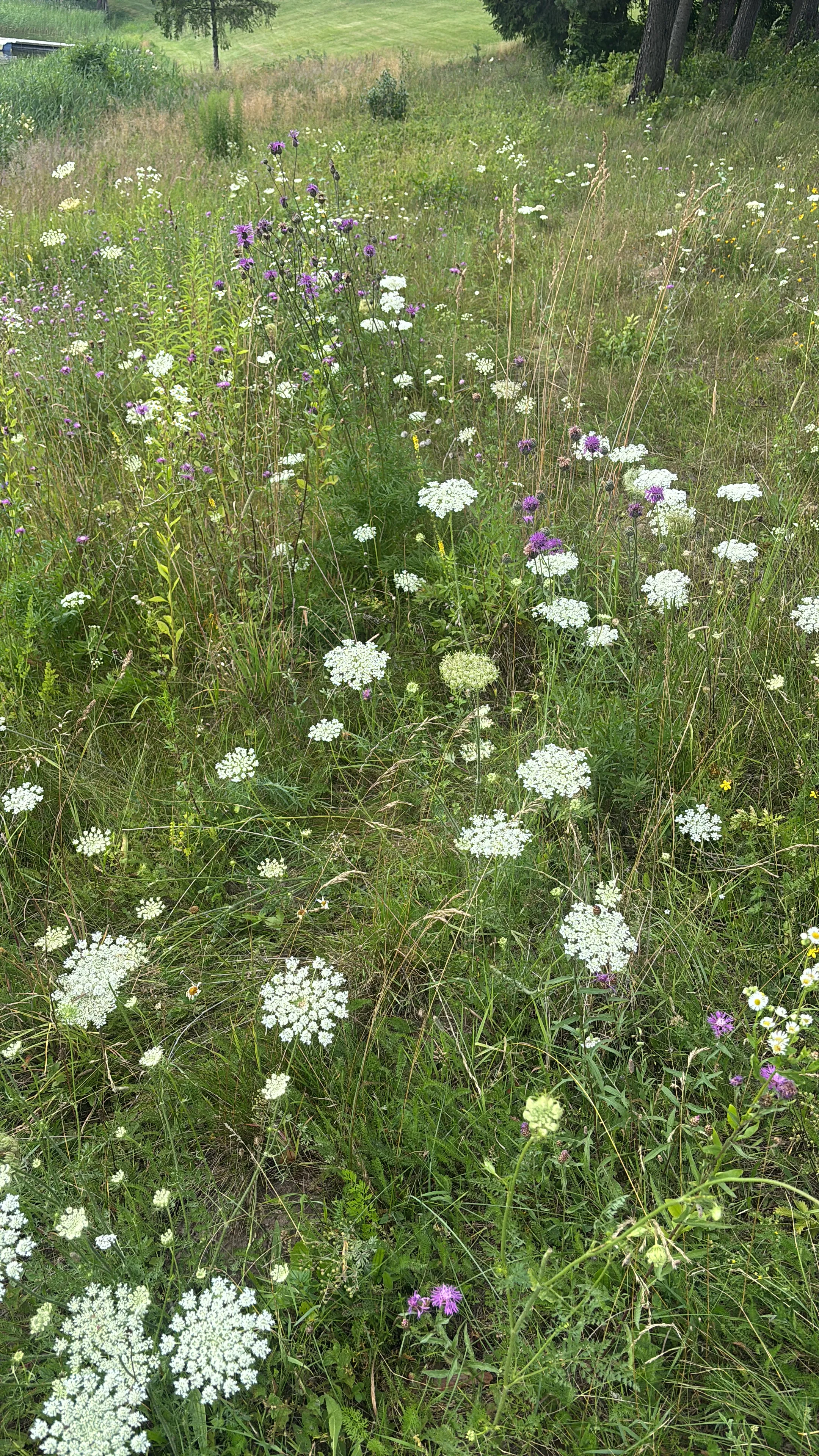 Meadow