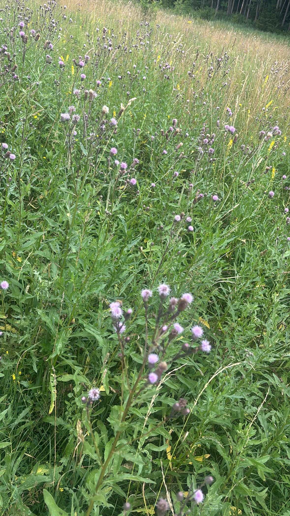 Green meadow