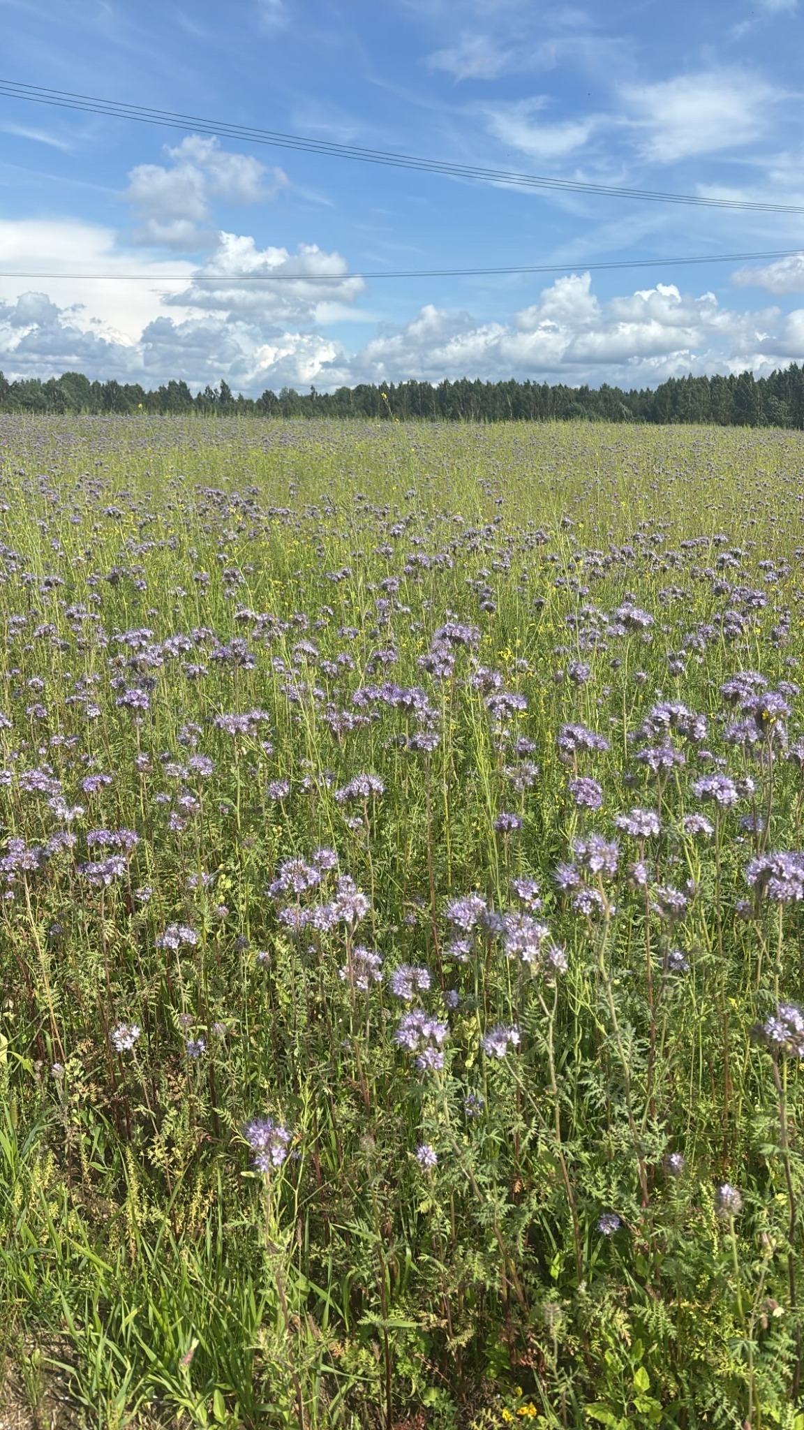 A field of purple wildflowers beneath a blue sky
