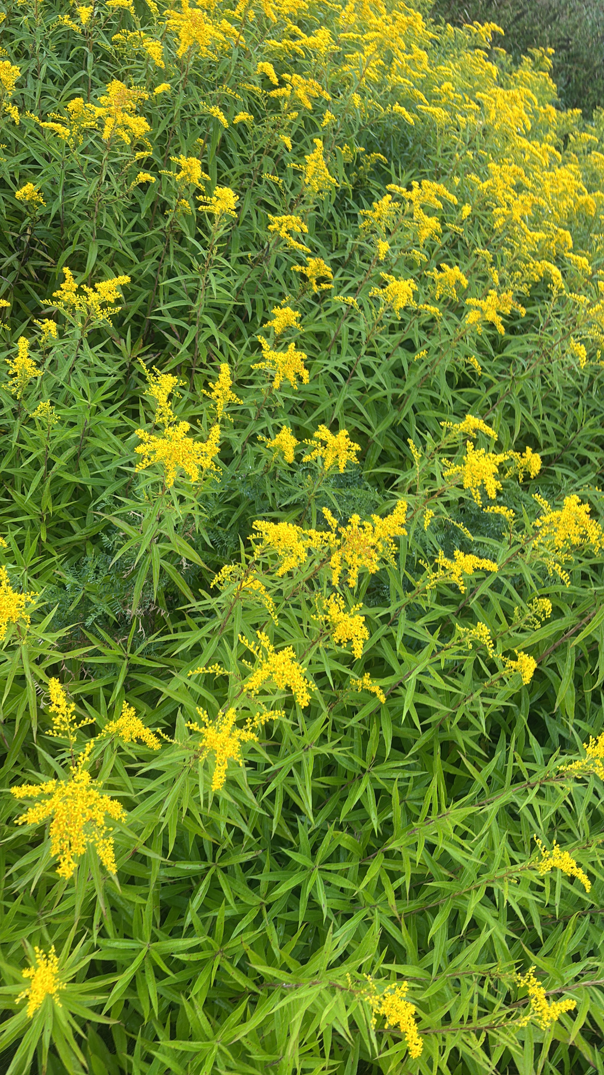 Yellow wildflowers among green leaves