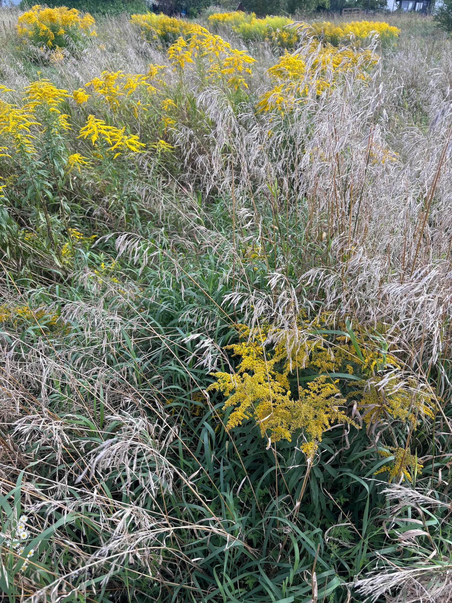 Yellow wildflowers among green leaves
