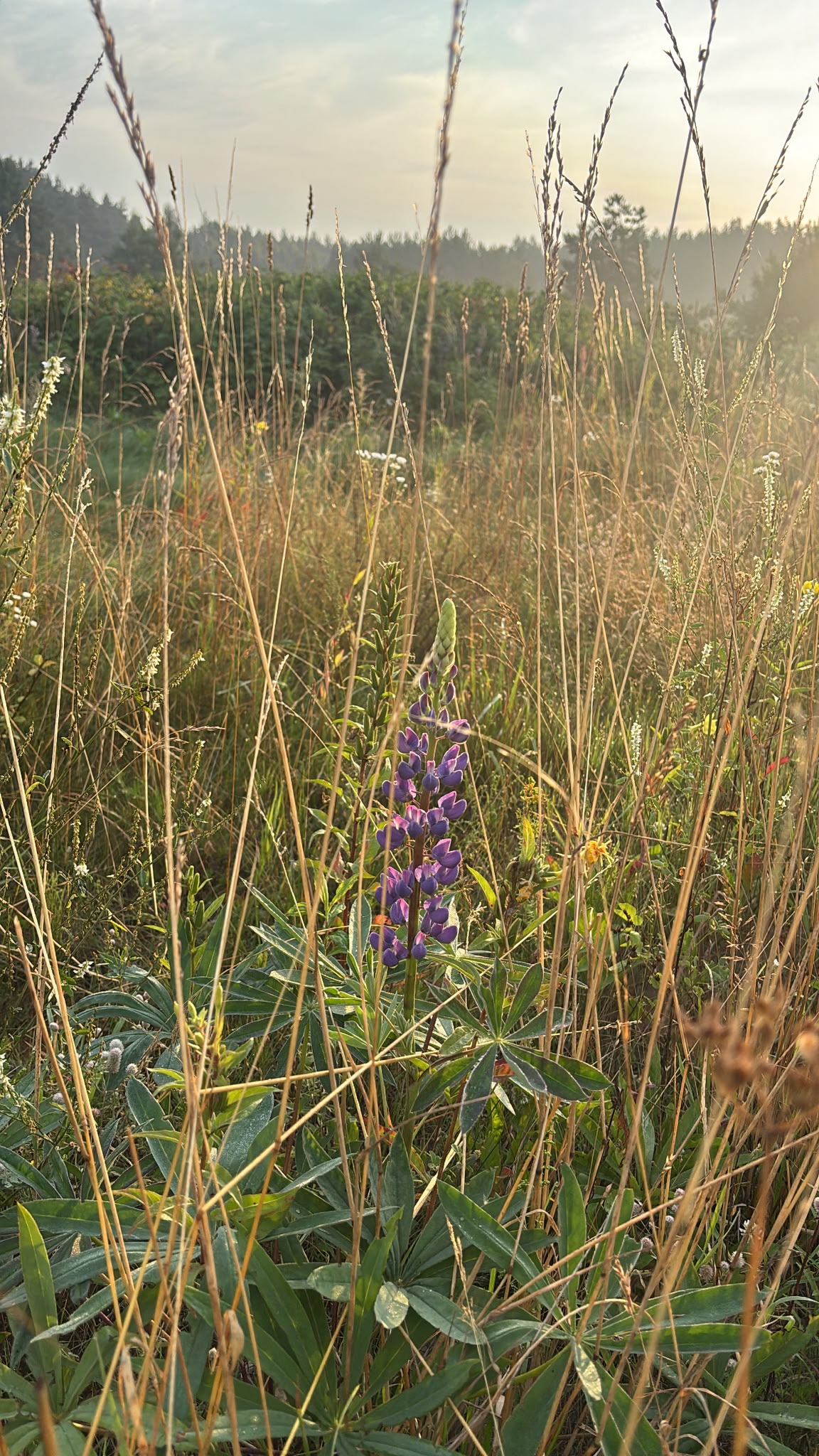 Meadow with a purple flower