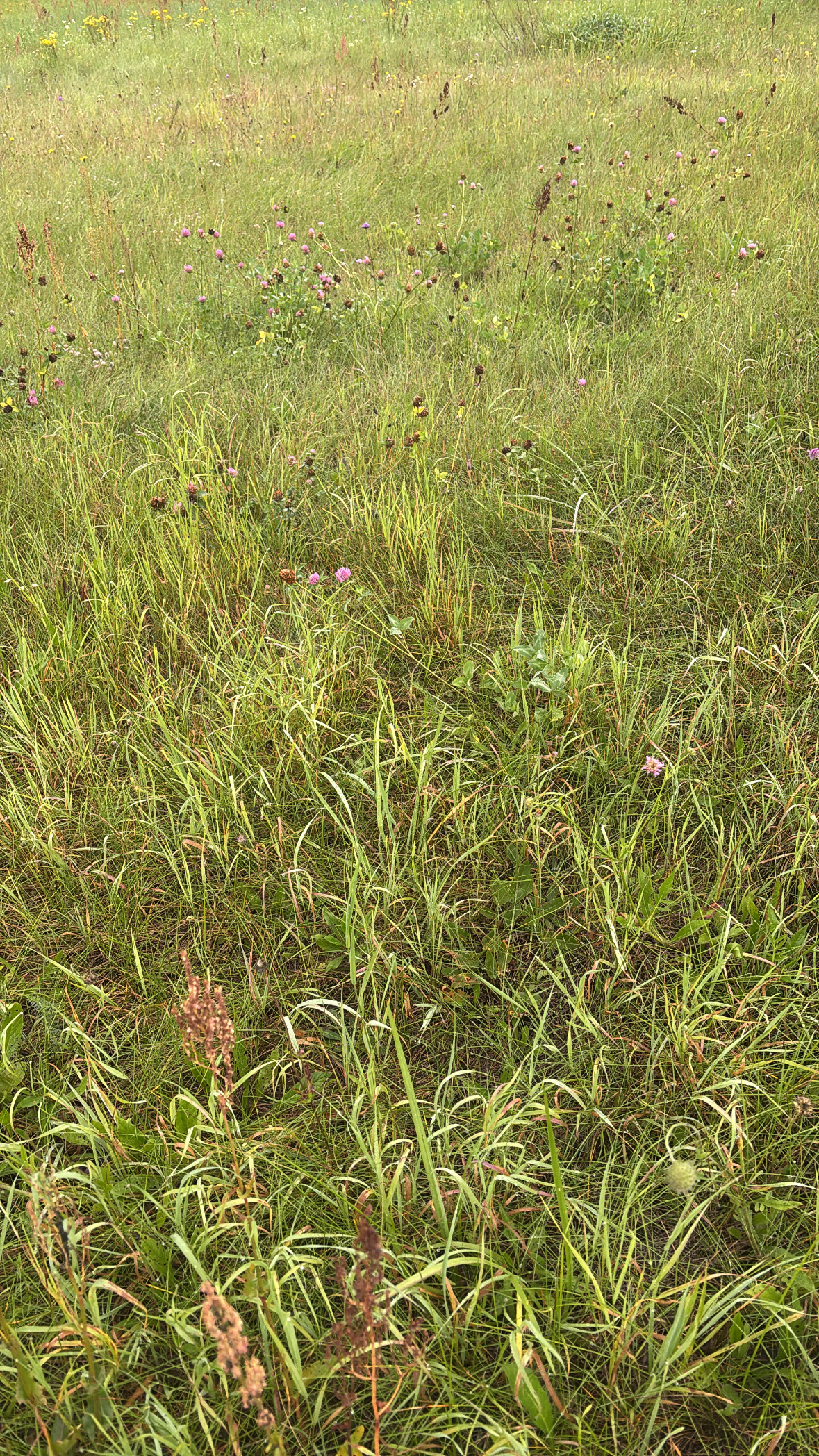 Meadow with wildflowers
